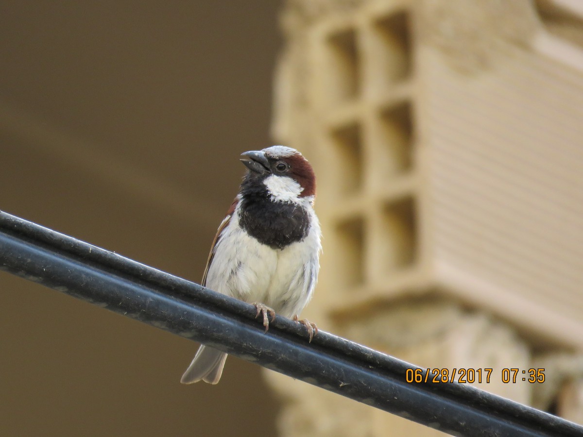 House Sparrow - ML640218149