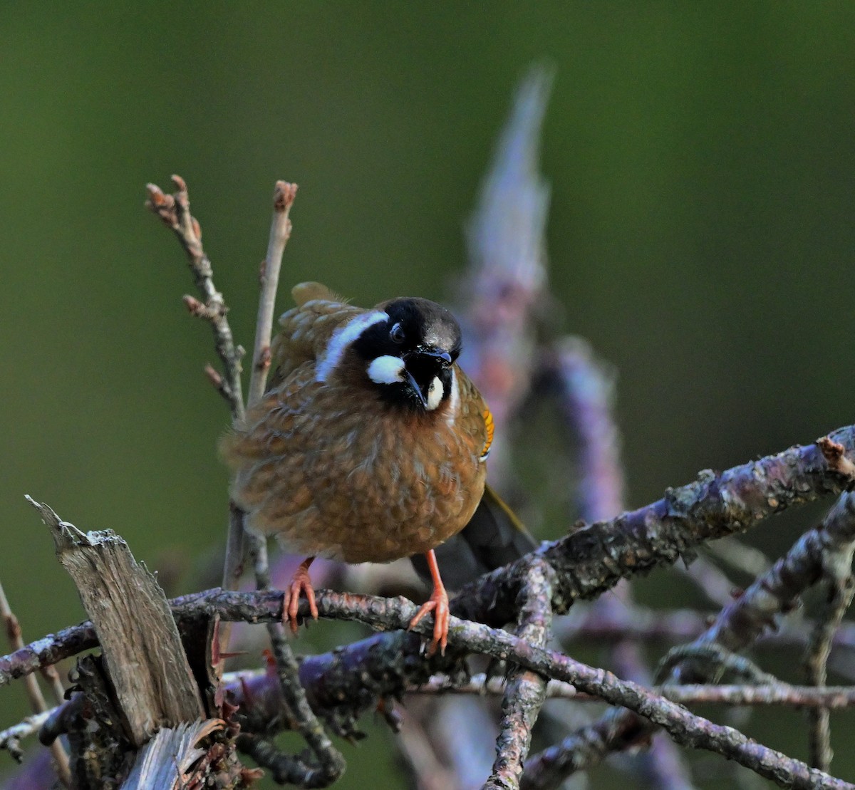 Black-faced Laughingthrush - ML640218151