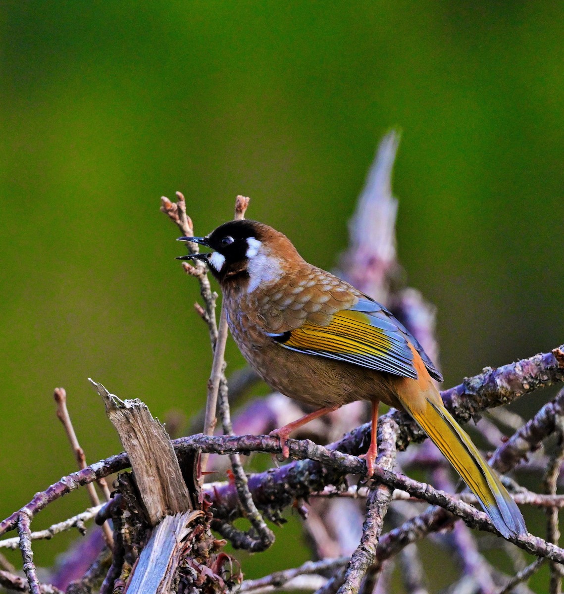 Black-faced Laughingthrush - ML640218152