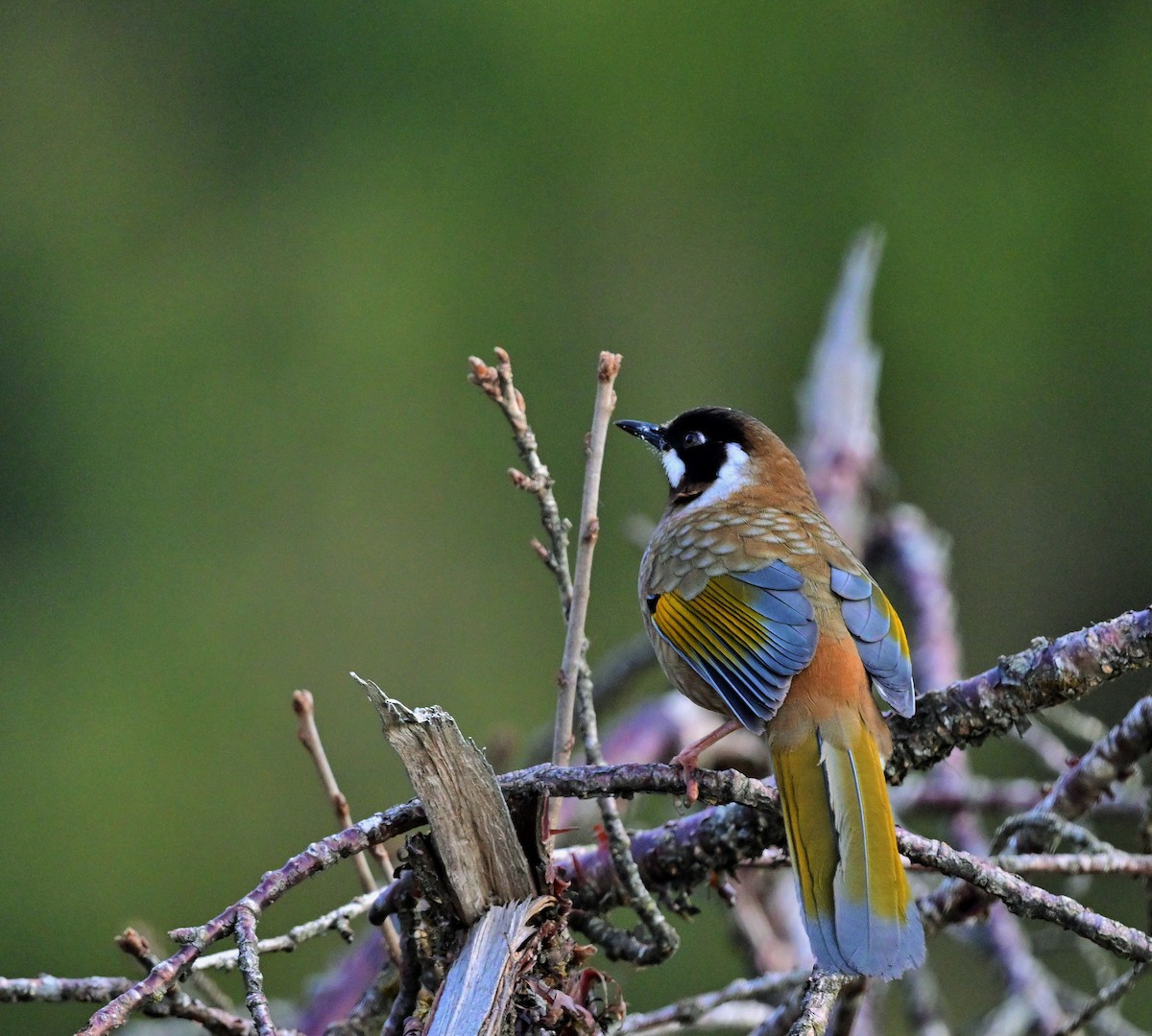 Black-faced Laughingthrush - ML640218153