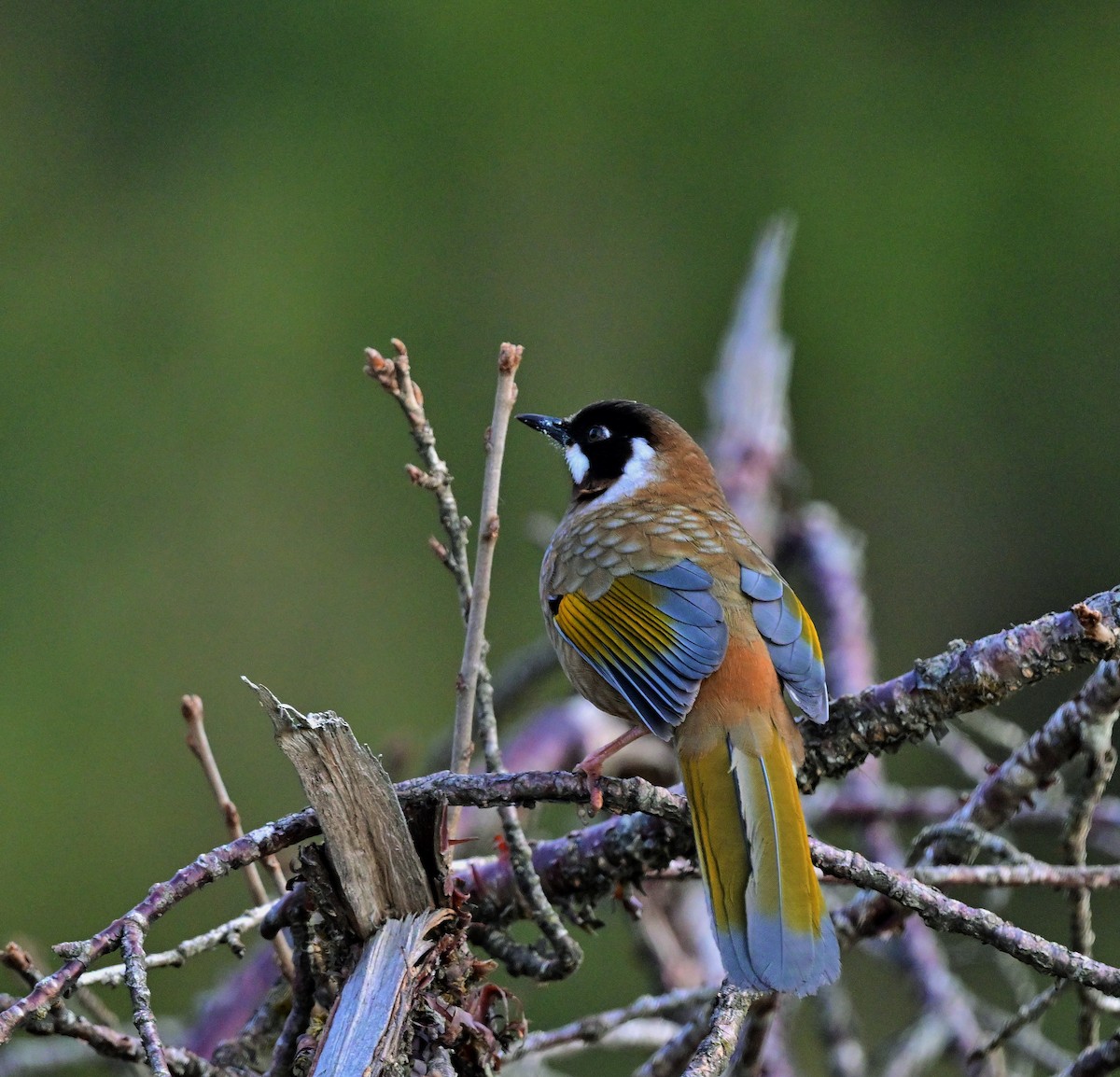 Black-faced Laughingthrush - ML640218154