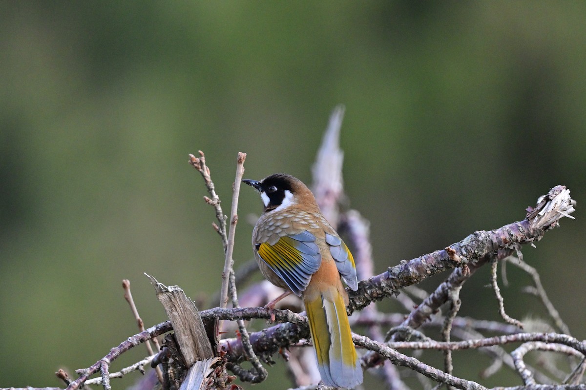 Black-faced Laughingthrush - ML640218156