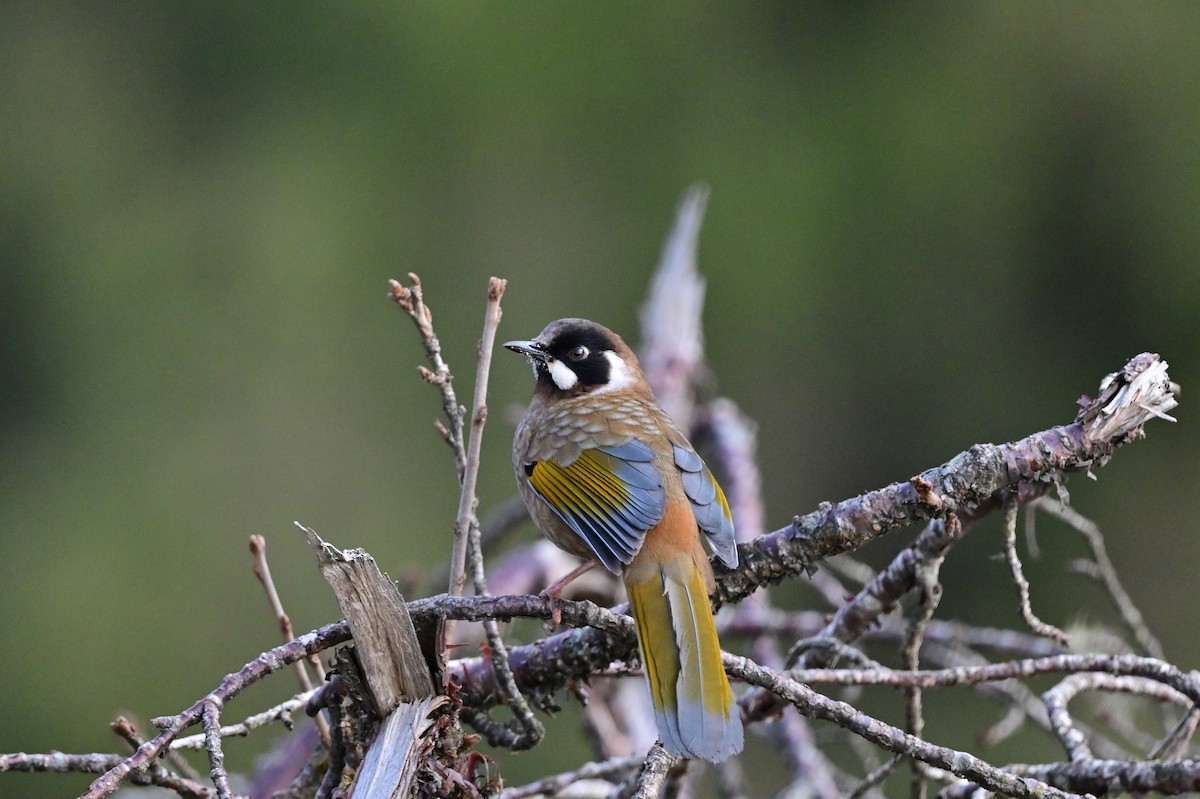 Black-faced Laughingthrush - ML640218157
