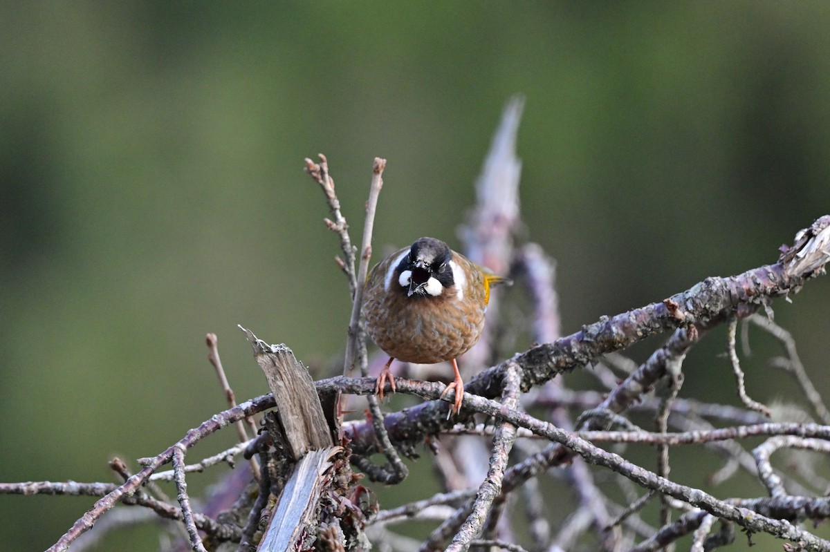 Black-faced Laughingthrush - ML640218158