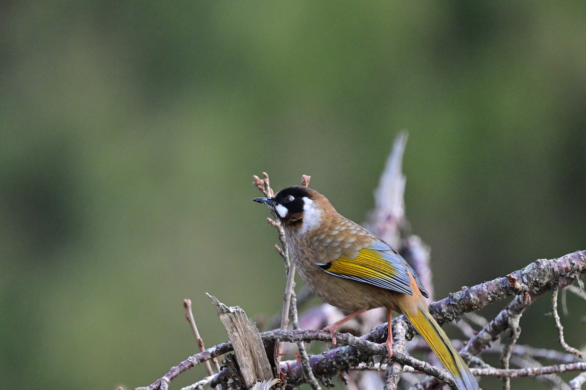 Black-faced Laughingthrush - ML640218159