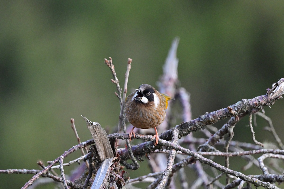 Black-faced Laughingthrush - ML640218160