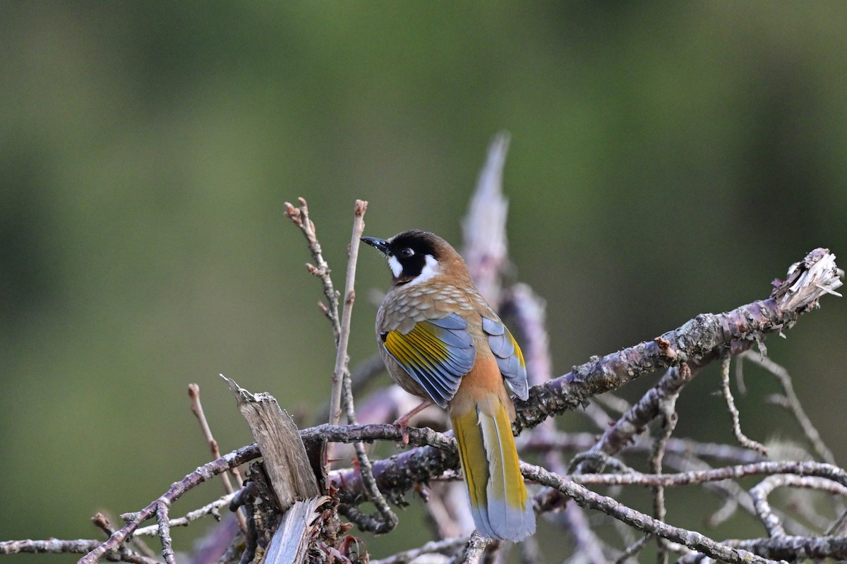 Black-faced Laughingthrush - ML640218161