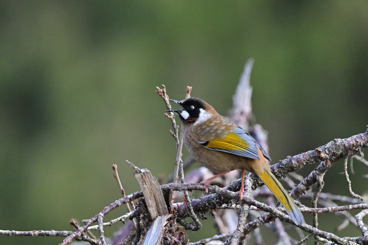 Black-faced Laughingthrush - ML640218162