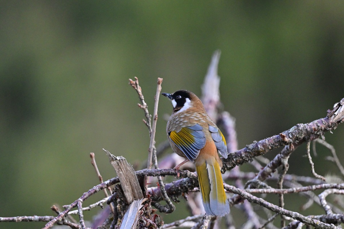 Black-faced Laughingthrush - ML640218163