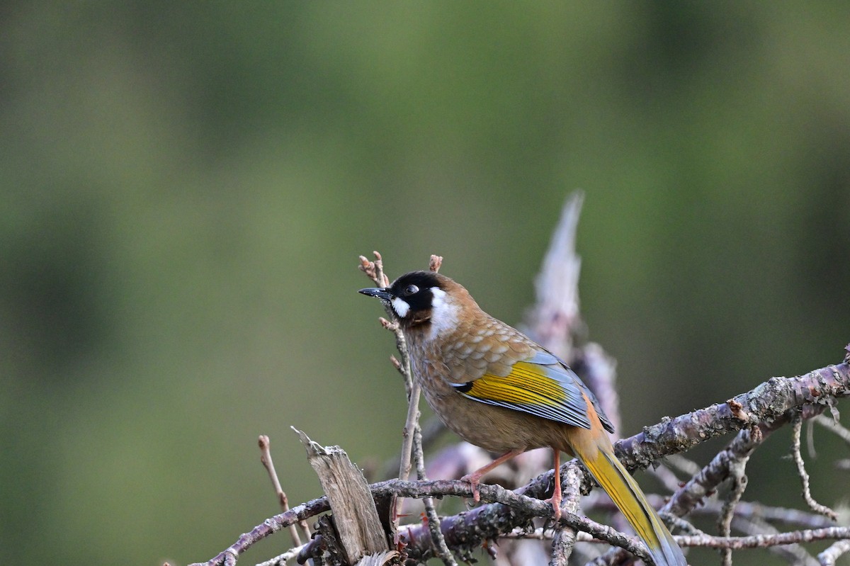 Black-faced Laughingthrush - ML640218165