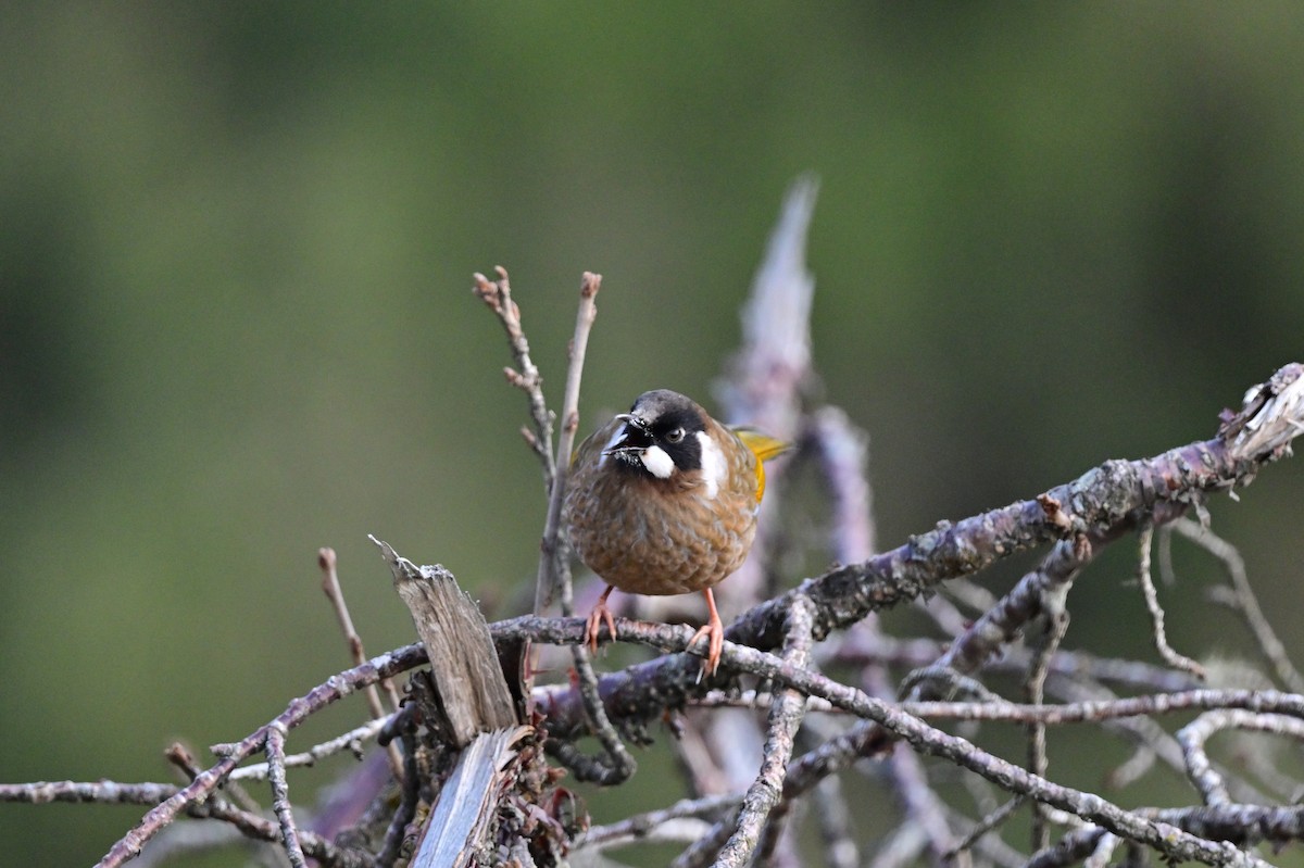 Black-faced Laughingthrush - ML640218166