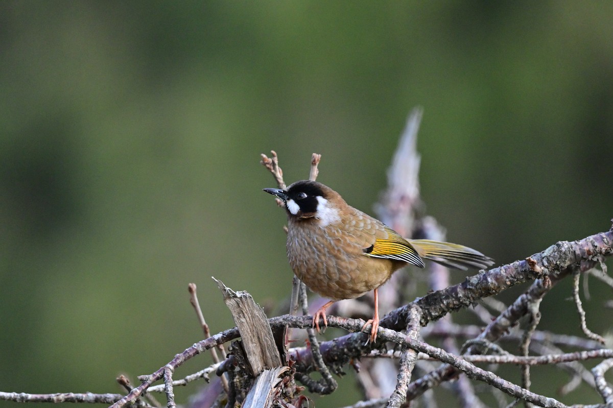 Black-faced Laughingthrush - ML640218167