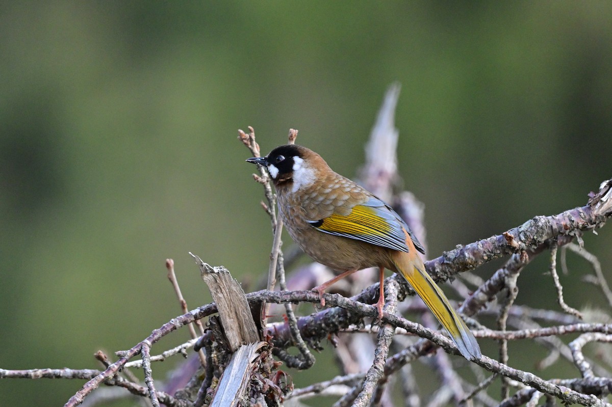 Black-faced Laughingthrush - ML640218168