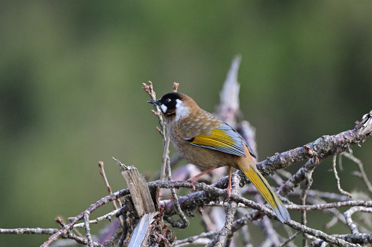 Black-faced Laughingthrush - ML640218169