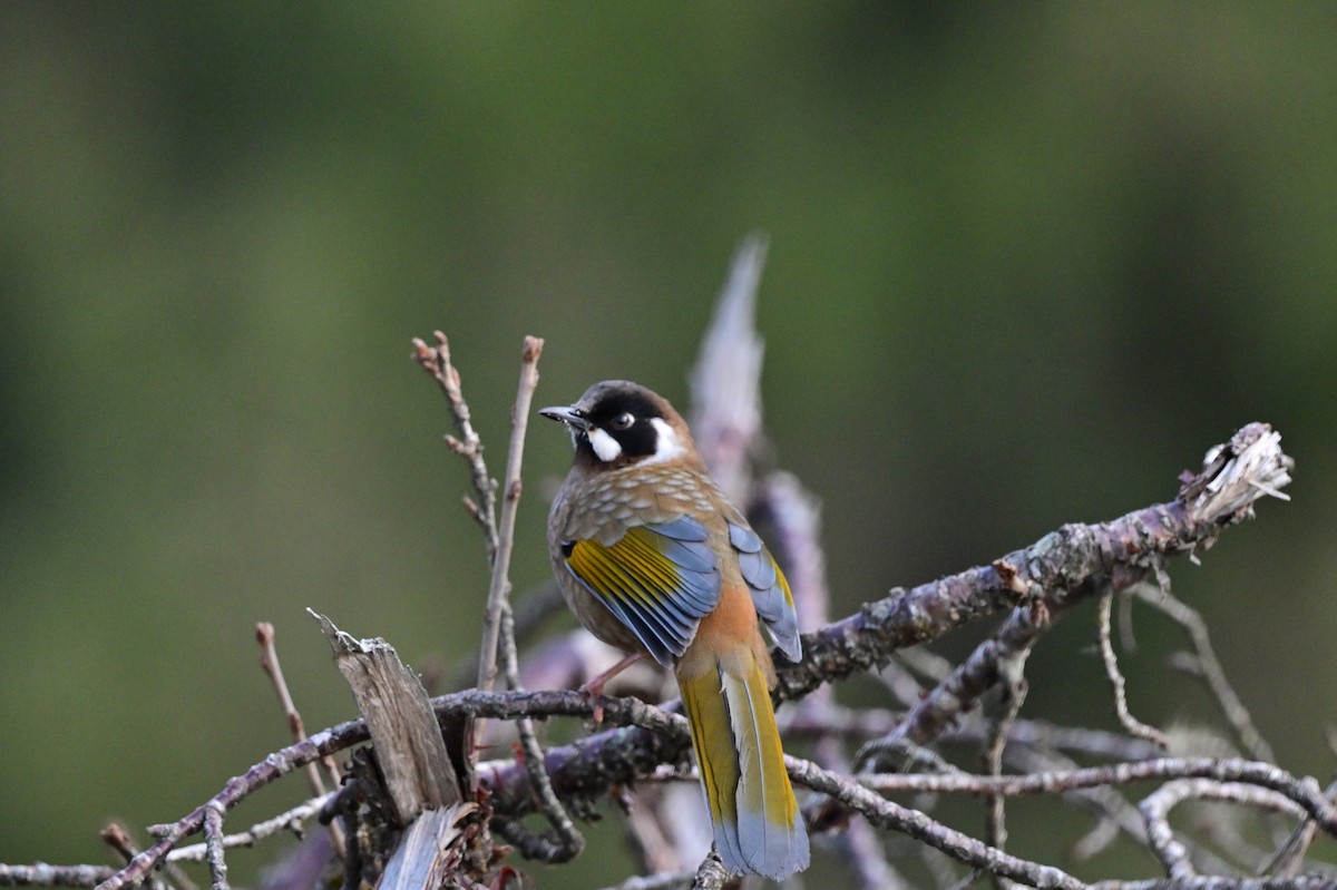 Black-faced Laughingthrush - ML640218170