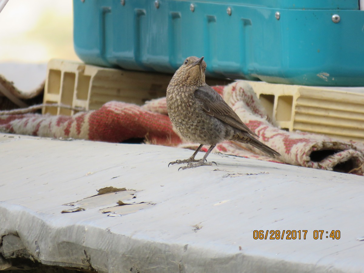 Blue Rock-Thrush - ML640218171