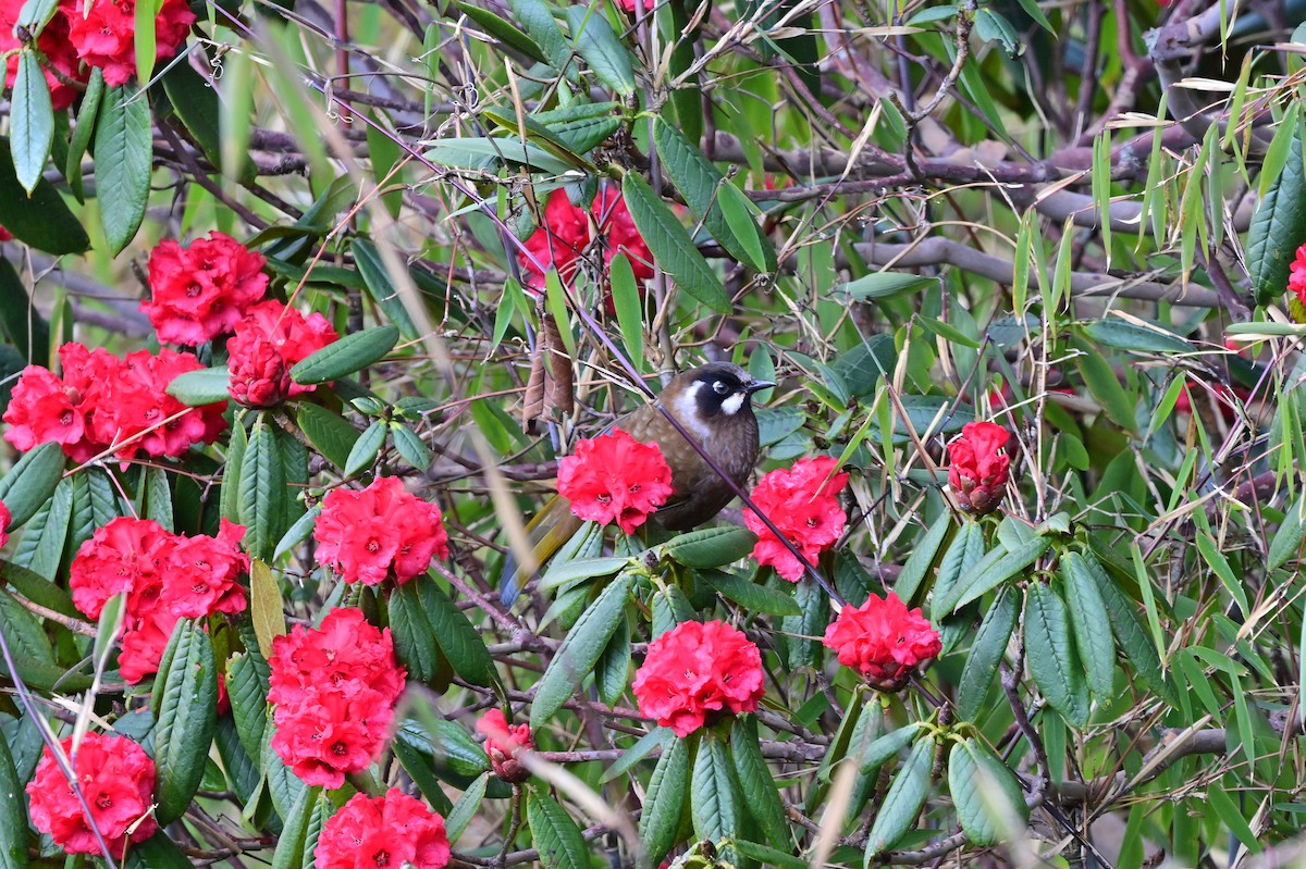 Black-faced Laughingthrush - ML640218172
