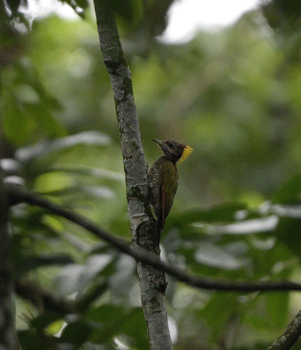 Lesser Yellownape - ML640218183
