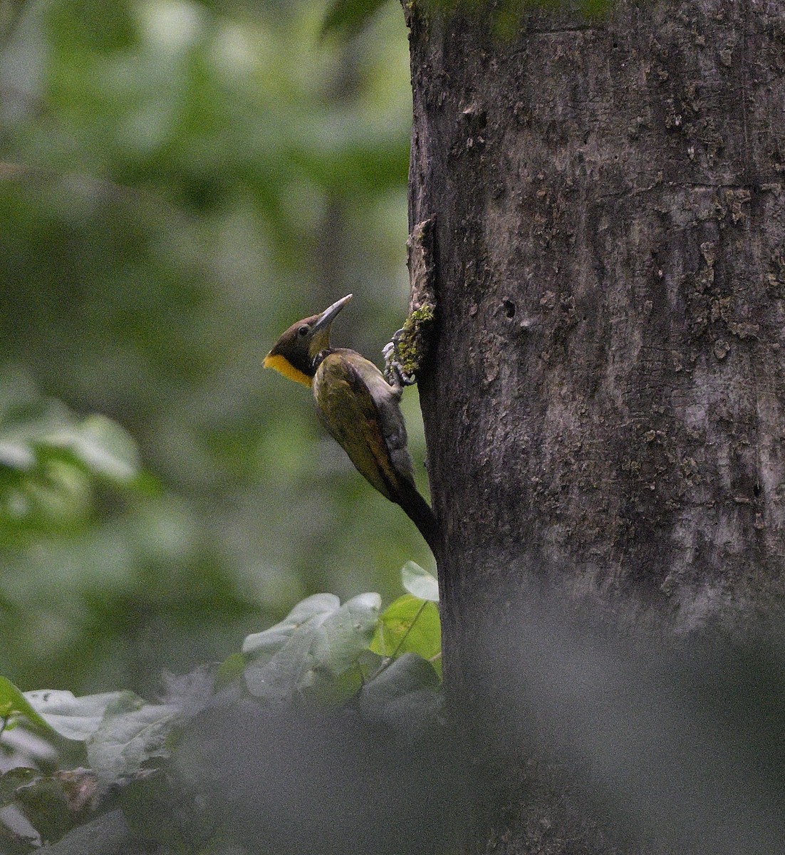 Greater Yellownape - ML640218189