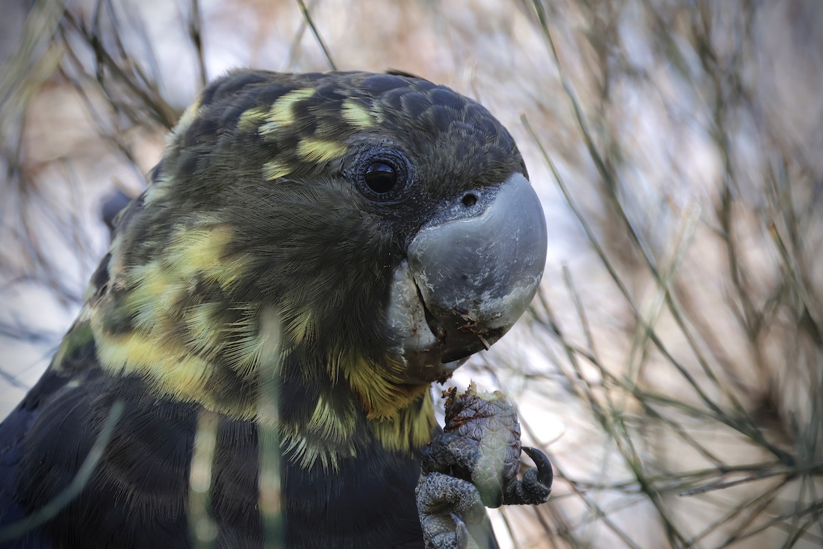 テリクロオウム - ML640218203