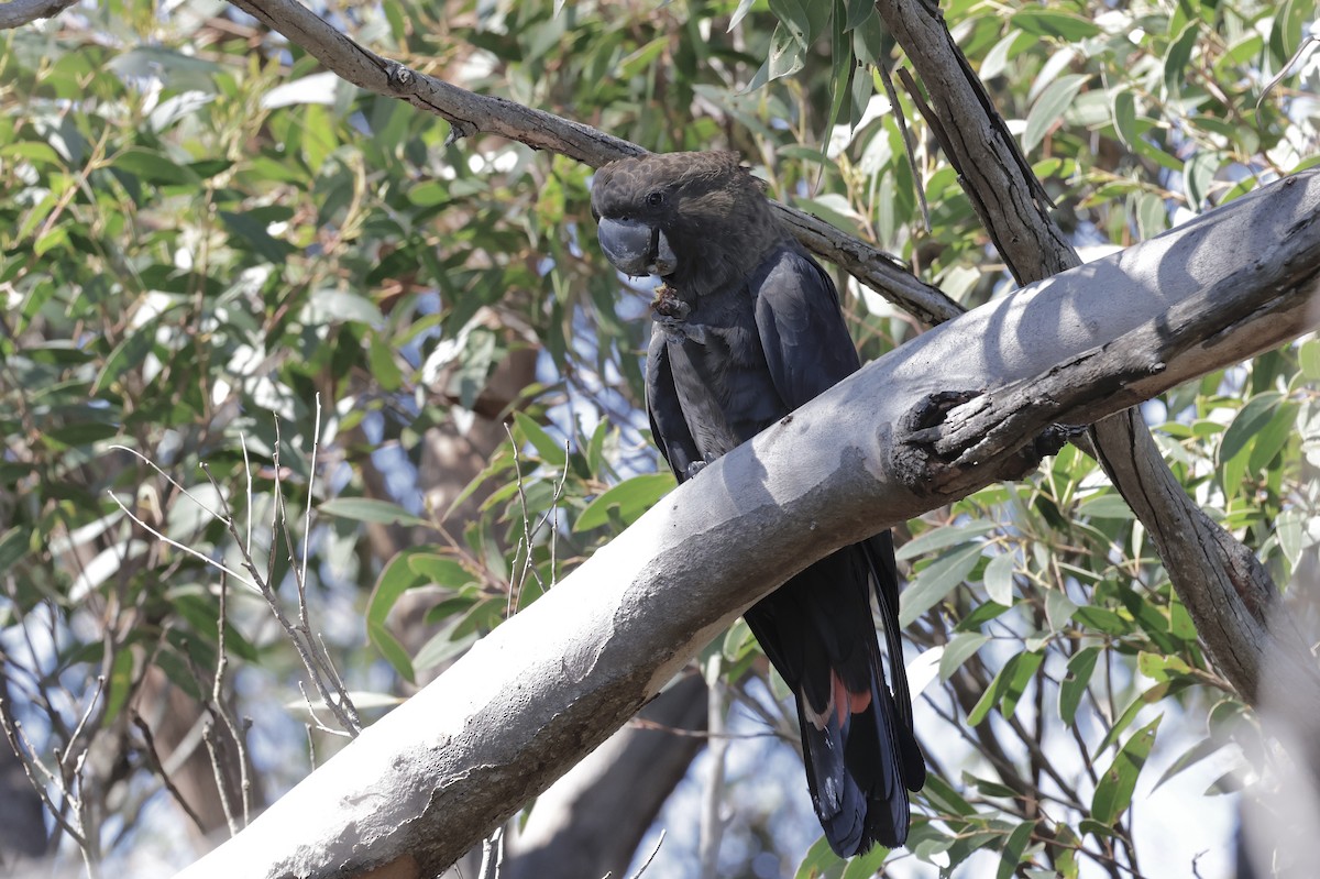 テリクロオウム - ML640218205