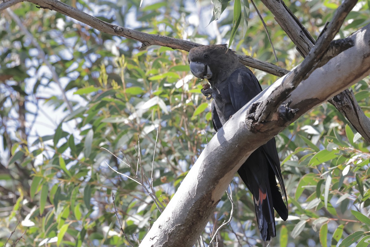 テリクロオウム - ML640218207