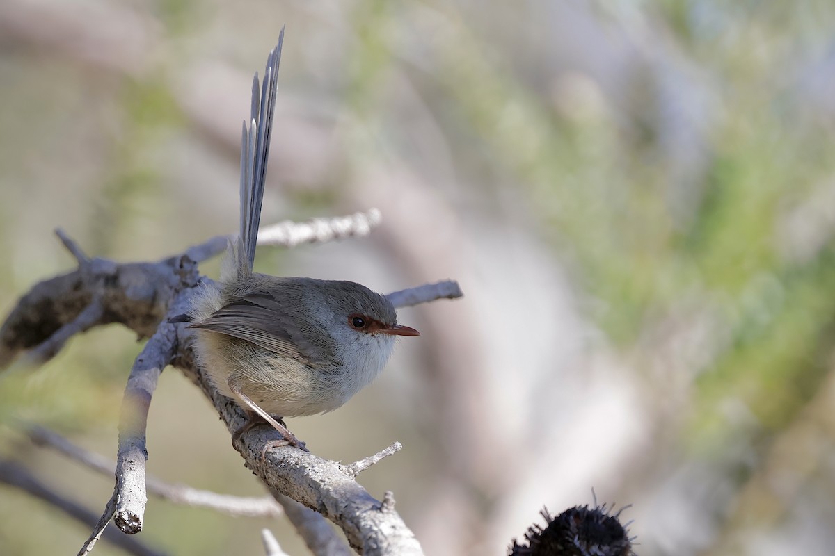 タサイオーストラリアムシクイ - ML640218208