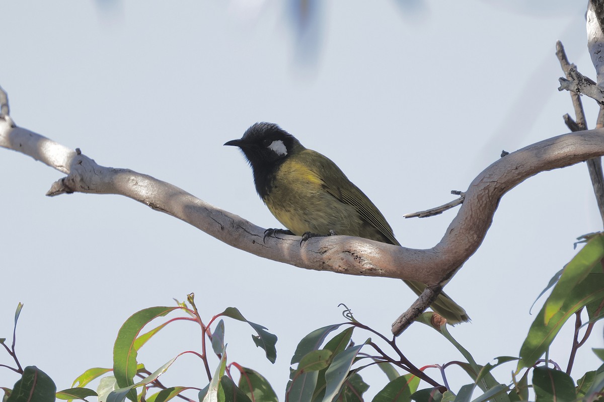 ミミジロミツスイ - ML640218212