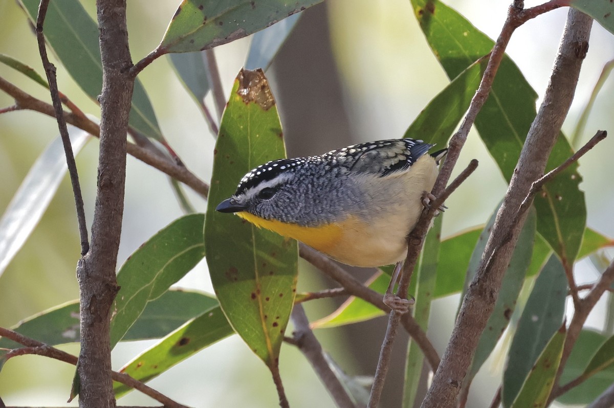 ホウセキドリ - ML640218214