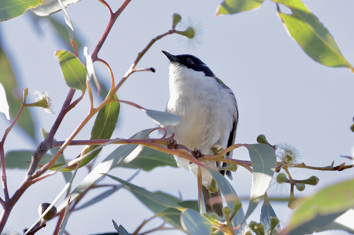 ハチマキミツスイ - ML640218216