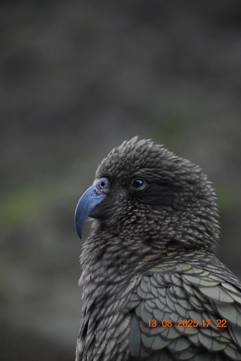 Kea - ML640218294