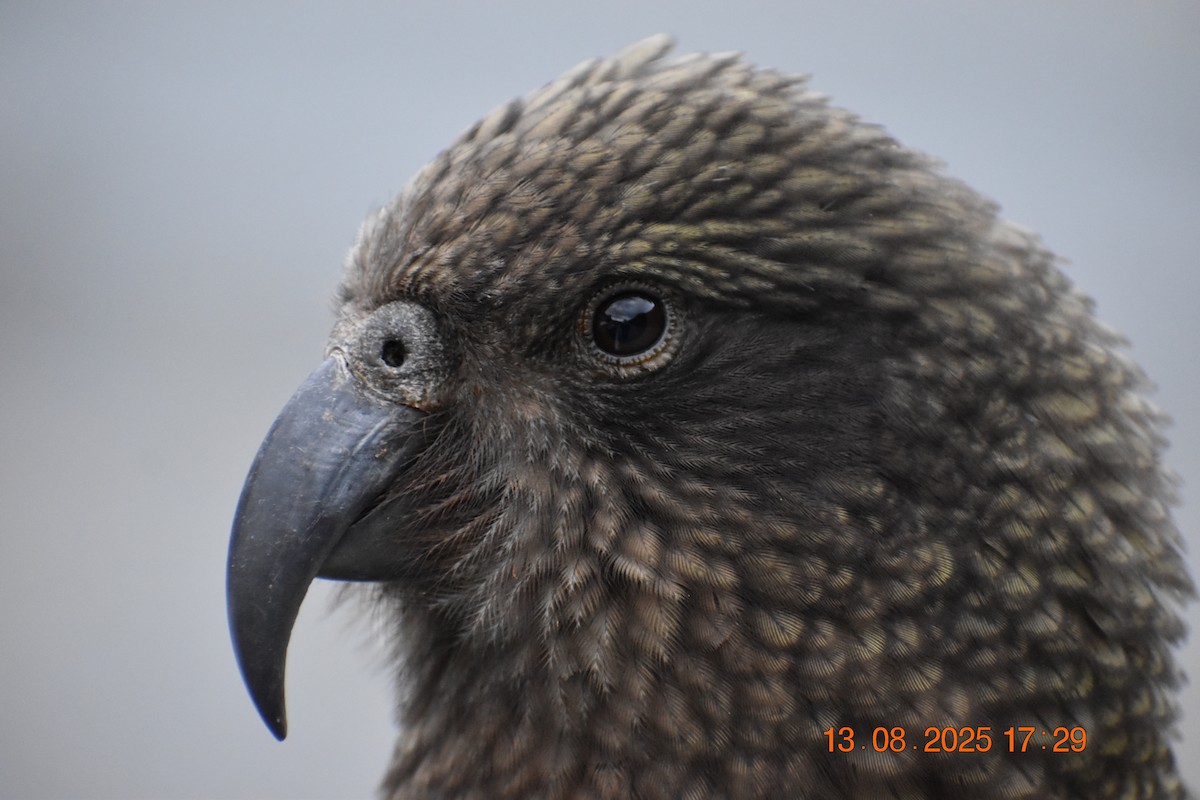 Kea - ML640218295