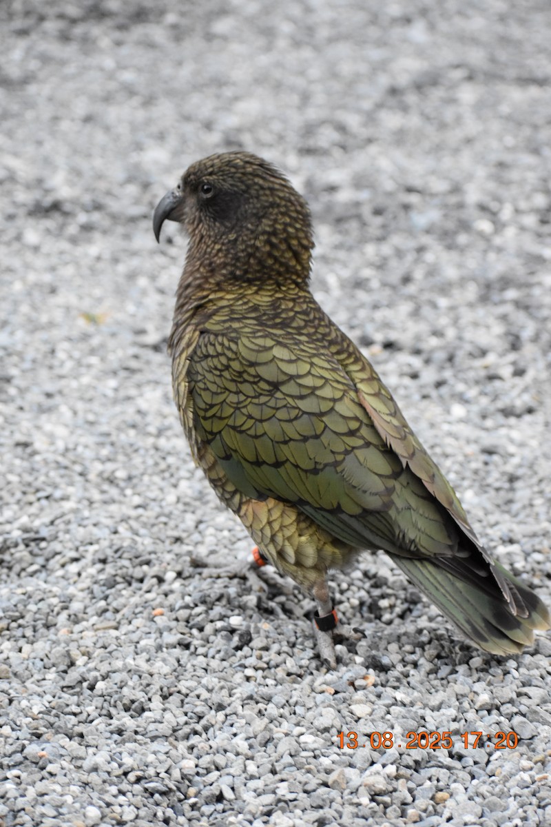 Kea - ML640218296