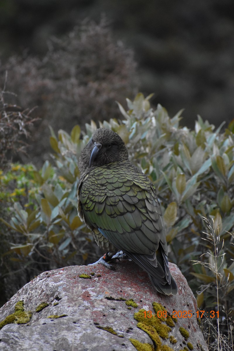 Kea - ML640218297