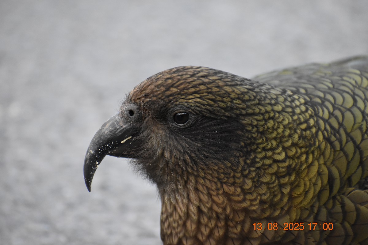 Kea - ML640218312