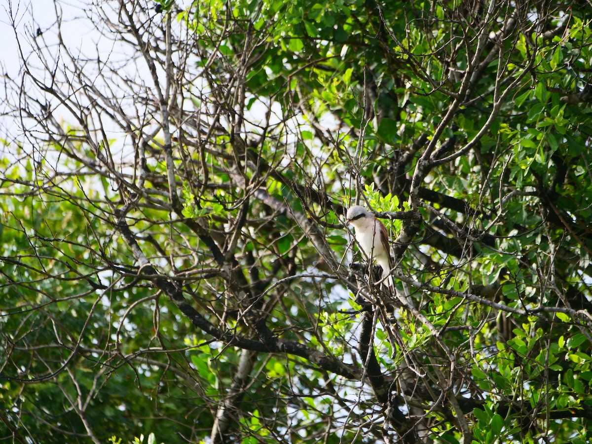 Red-backed Shrike - ML640218314