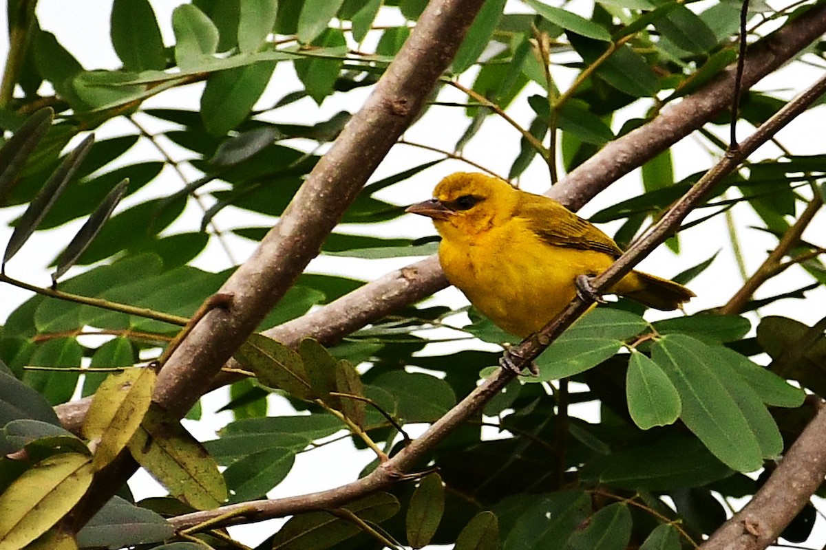 Olive-naped Weaver - ML640218358