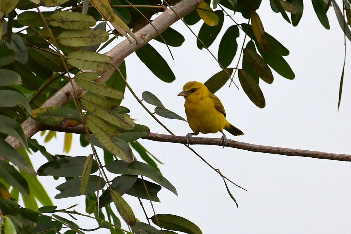Olive-naped Weaver - ML640218359