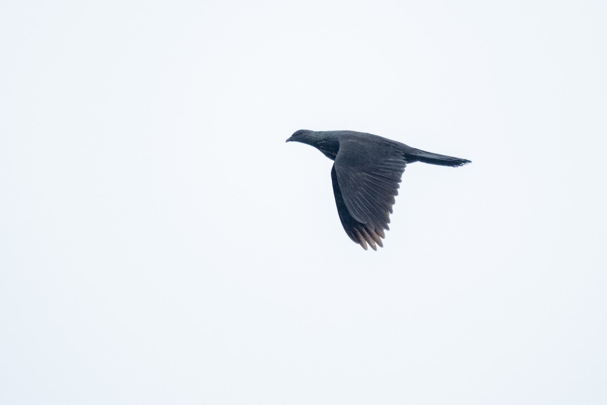 Black Wood-Pigeon - ML640218401