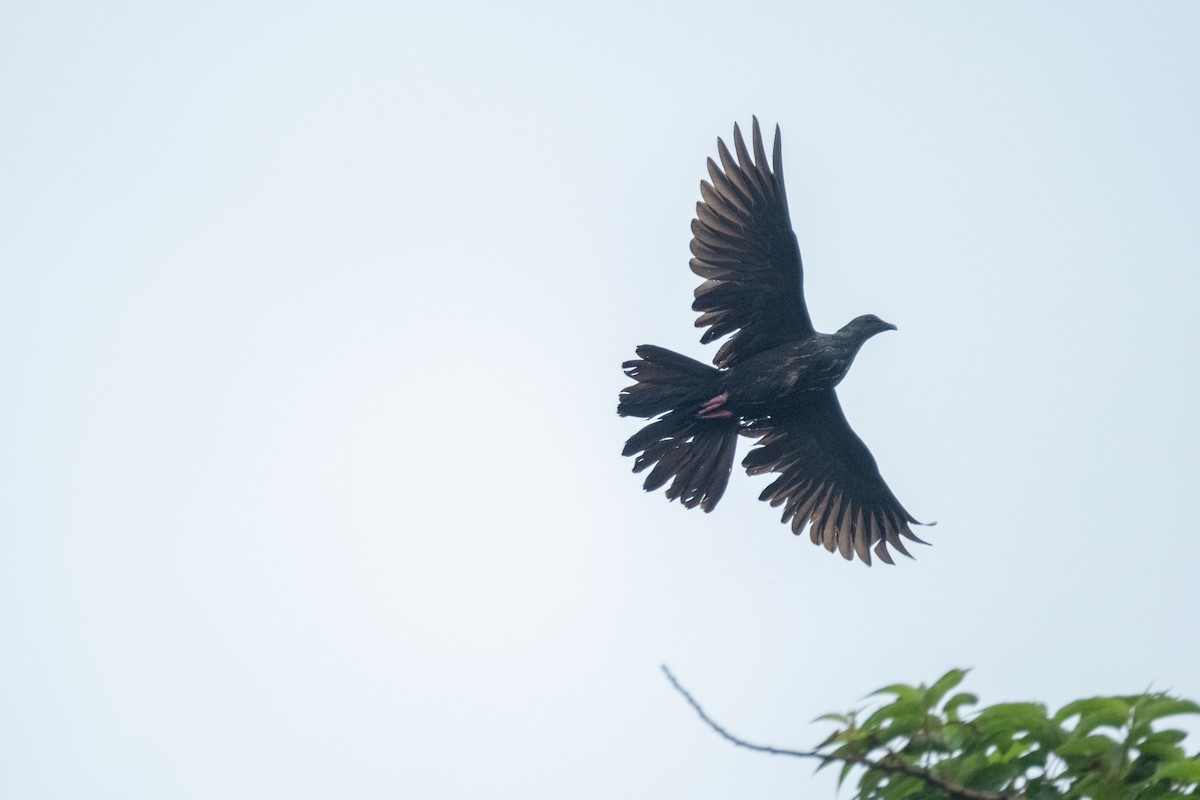 Black Wood-Pigeon - ML640218402