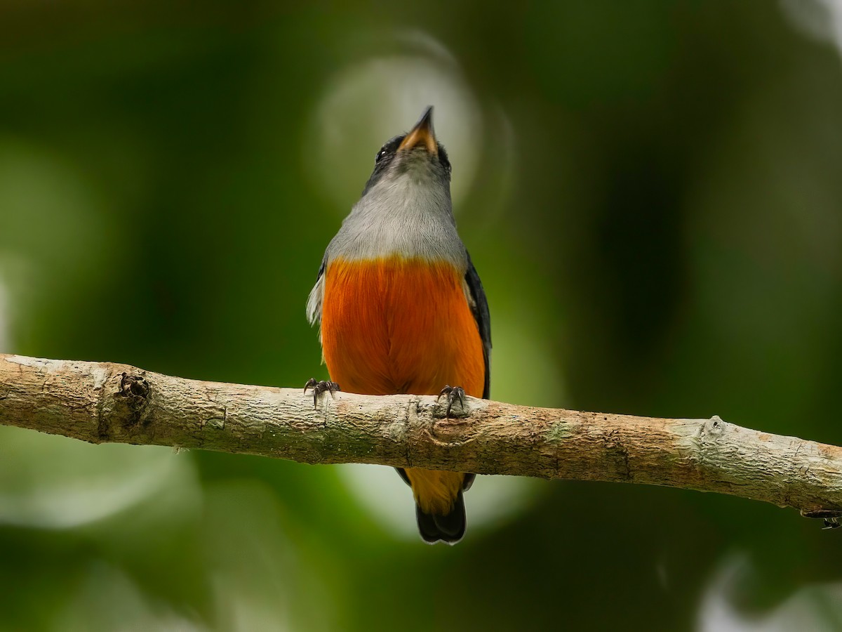 Orange-bellied Flowerpecker - ML640218428