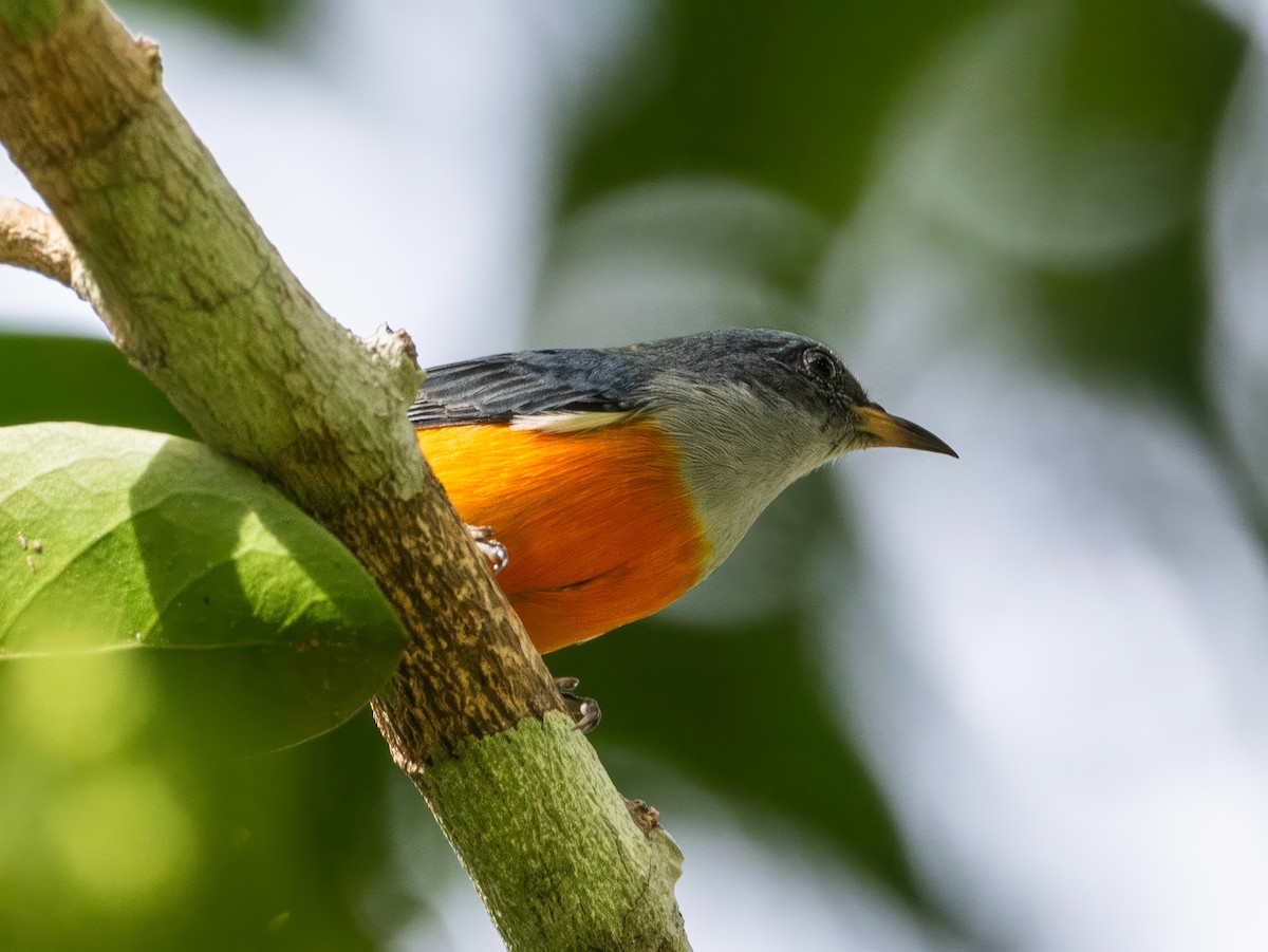 Orange-bellied Flowerpecker - ML640218429