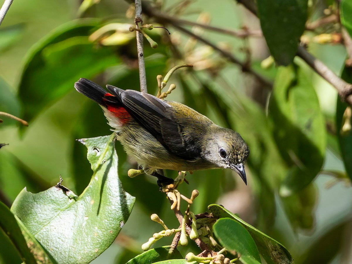Scarlet-backed Flowerpecker - ML640218430