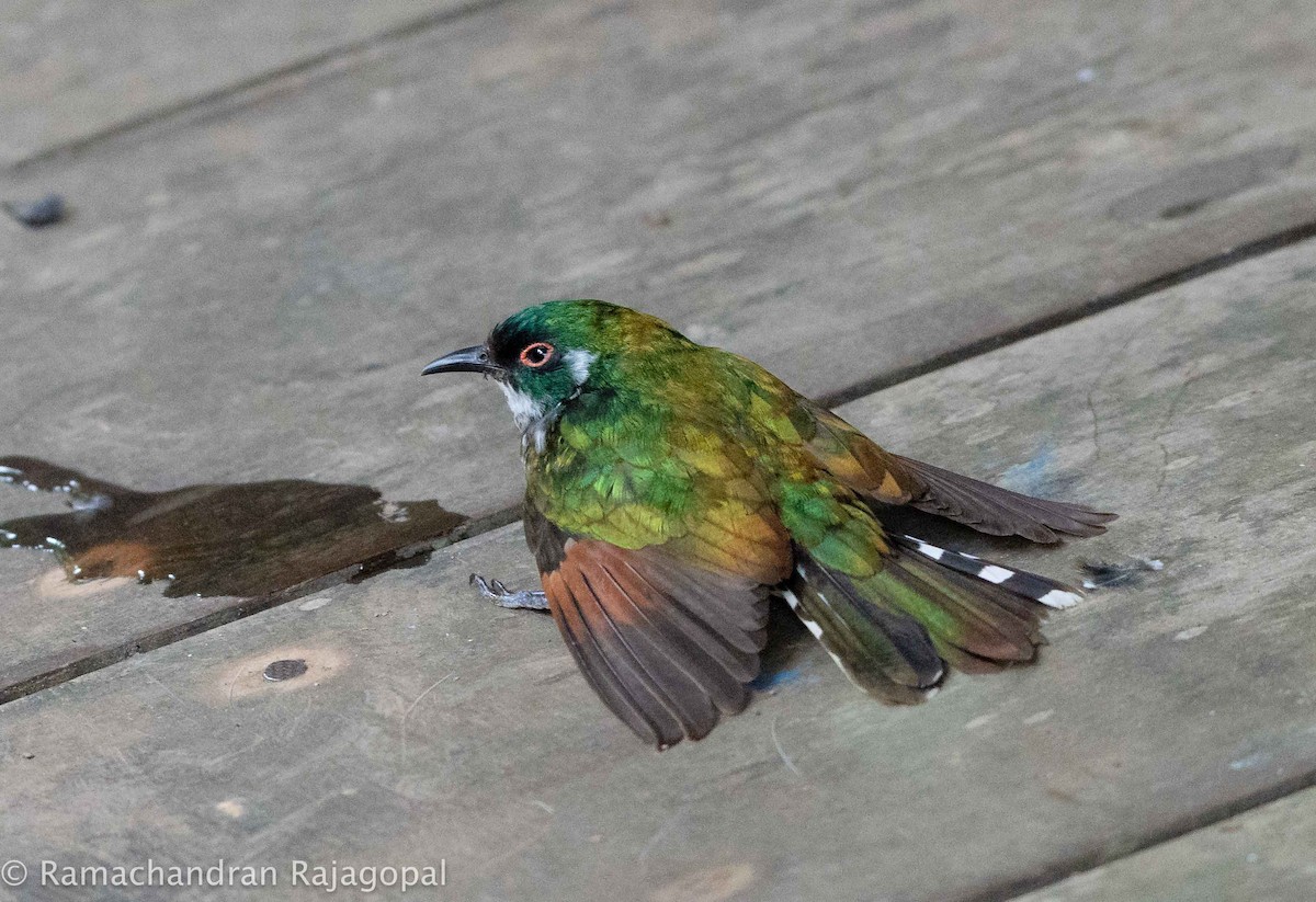 kukačka bělouchá - ML640218432