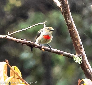 Olive-crowned Flowerpecker - ML640218441