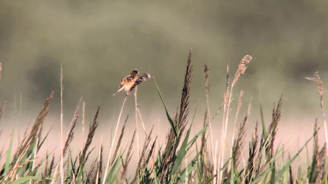 Cisticole des joncs - ML640218453