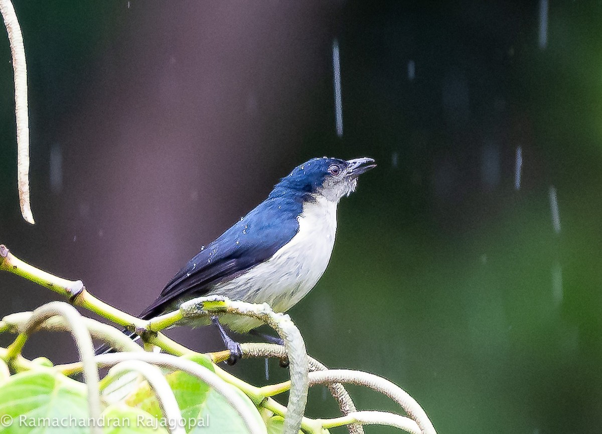 Fan-tailed Berrypecker - ML640218464
