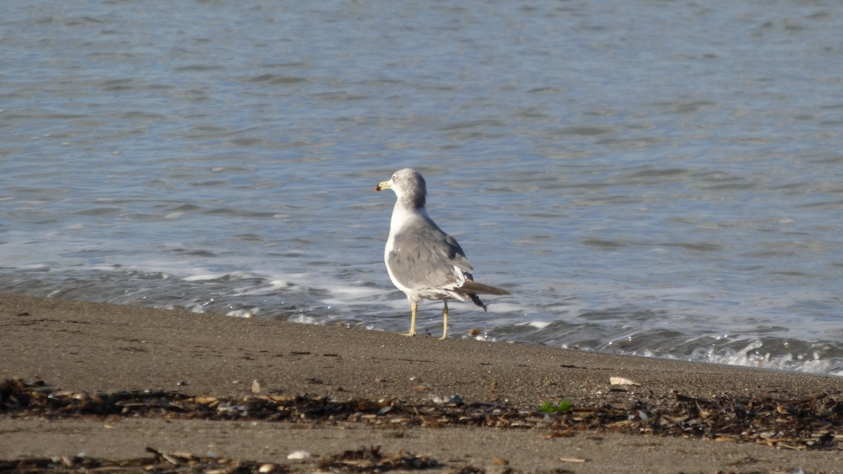 Black-tailed Gull - ML640218568