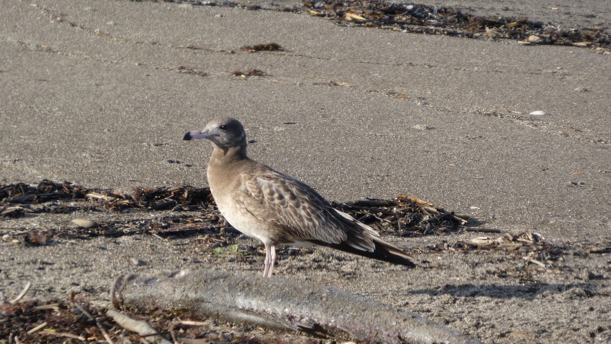 Black-tailed Gull - ML640218569