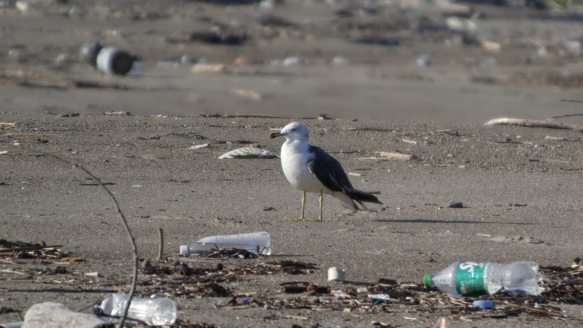 Black-tailed Gull - ML640218572